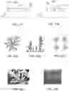 Fig. 17 - DENDRITIC STRUCTURES AND TAGS