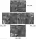 Fig. 22 - DENDRITIC STRUCTURES AND TAGS