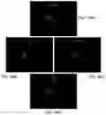 Fig. 23 - DENDRITIC STRUCTURES AND TAGS