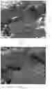 Fig. 07 - Method and system for leaf age estimation based on morphological features extracted from segmented leaves