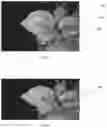 Fig. 08 - Method and system for leaf age estimation based on morphological features extracted from segmented leaves
