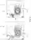 Fig. 06 - System and method for acquiring and displaying an image of a subject