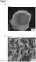 Fig. 06 - BRAIN BLOOD VESSEL MODEL AND DEVICE