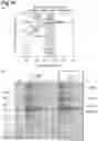 Fig. 11 - BRAIN BLOOD VESSEL MODEL AND DEVICE
