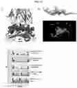 Fig. 15 - SYSTEM AND METHOD FOR PROVIDING NEOANTIGEN IMMUNOTHERAPY INFORMATION BY USING ARTIFICIAL-INTELLIGENCE-MODEL-BASED MOLECULAR DYNAMICS BIG DATA