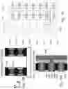 Fig. 29 - 3D memory devices and structures with thinned single crystal substrates