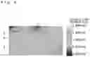 Fig. 07 - Power semiconductor device