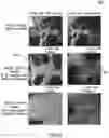 Fig. 07 - Generation of three-dimensional images with digital magnification