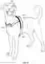 Fig. 10 - Animal restraint