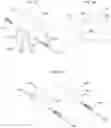 Fig. 07 - Poultry behavioral development system