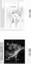 Fig. 26 - BODY STRUCTURE IMAGING