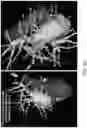 Fig. 32 - BODY STRUCTURE IMAGING