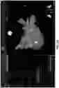 Fig. 38 - BODY STRUCTURE IMAGING
