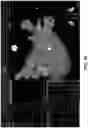 Fig. 51 - BODY STRUCTURE IMAGING