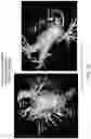 Fig. 57 - BODY STRUCTURE IMAGING
