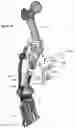 Fig. 29 - CLAMPING DEVICES FOR EXTERNAL FIXATION DEVICE
