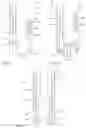 Fig. 09 - Coupling device for coupling a rod to a bone anchor