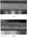 Fig. 07 - Composite scaffold for the repair, reconstruction, and regeneration of soft tissues