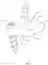 Fig. 07 - Rhomboid shaped implants