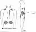 Fig. 01 - Localized cooling to induce browning of adipose tissue
