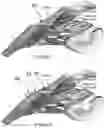 Fig. 04 - Glaucoma device inserter