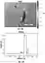 Fig. 16 - METHODS AND COMPOSITIONS FOR ALTERING TEETH