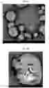 Fig. 04 - ENVIRONMENTALLY BIODEGRADABLE MICROCAPSULES