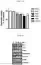 Fig. 04 - COMPOSITION FOR SKIN WHITENING COMPRISING CARVEDILOL