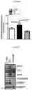 Fig. 08 - COMPOSITION FOR SKIN WHITENING COMPRISING CARVEDILOL