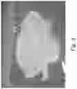 Fig. 04 - Preserved Silk Protein Fragment Compositions and Articles Manufactured Therefrom