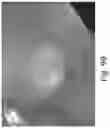 Fig. 105 - Preserved Silk Protein Fragment Compositions and Articles Manufactured Therefrom