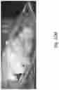 Fig. 106 - Preserved Silk Protein Fragment Compositions and Articles Manufactured Therefrom
