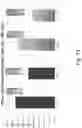 Fig. 72 - Preserved Silk Protein Fragment Compositions and Articles Manufactured Therefrom