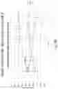Fig. 81 - Preserved Silk Protein Fragment Compositions and Articles Manufactured Therefrom