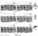 Fig. 15 - Compositions and methods for organ specific delivery of nucleic acids