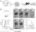 Fig. 16 - Compositions and methods for organ specific delivery of nucleic acids