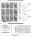 Fig. 19 - Compositions and methods for organ specific delivery of nucleic acids