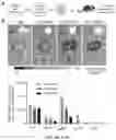 Fig. 20 - Compositions and methods for organ specific delivery of nucleic acids