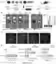 Fig. 23 - Compositions and methods for organ specific delivery of nucleic acids