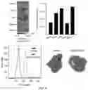 Fig. 24 - Compositions and methods for organ specific delivery of nucleic acids