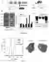 Fig. 25 - Compositions and methods for organ specific delivery of nucleic acids