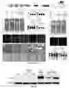 Fig. 28 - Compositions and methods for organ specific delivery of nucleic acids