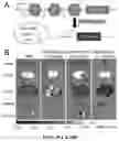 Fig. 29 - Compositions and methods for organ specific delivery of nucleic acids