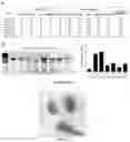 Fig. 31 - Compositions and methods for organ specific delivery of nucleic acids