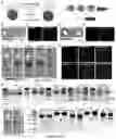 Fig. 35 - Compositions and methods for organ specific delivery of nucleic acids