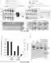 Fig. 36 - Compositions and methods for organ specific delivery of nucleic acids