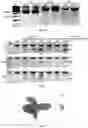 Fig. 37 - Compositions and methods for organ specific delivery of nucleic acids