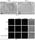 Fig. 40 - Compositions and methods for organ specific delivery of nucleic acids