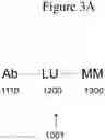 Fig. 07 - AFFINITY MEDICANT CONJUGATE