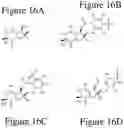 Fig. 21 - AFFINITY MEDICANT CONJUGATE